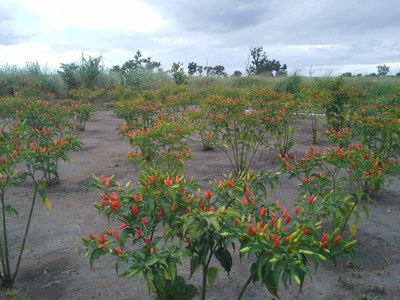 Plantação de pimentas da produtora